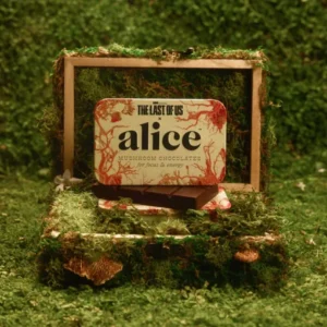 Where to Buy Alice Mushroom Chocolate